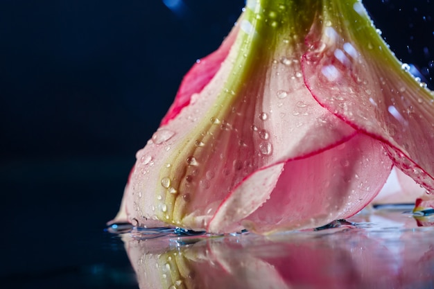 Fleur rose avec des gouttes d'eau sur une surface bleu foncé