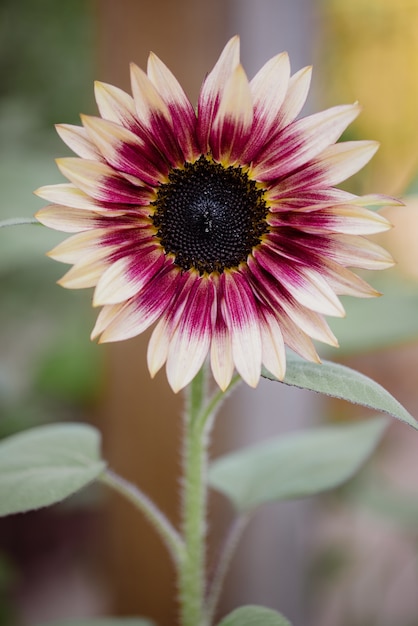 Fleur rose et jaune dans l'objectif tilt shift