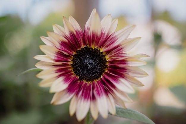 Fleur rose et jaune dans l'objectif tilt shift