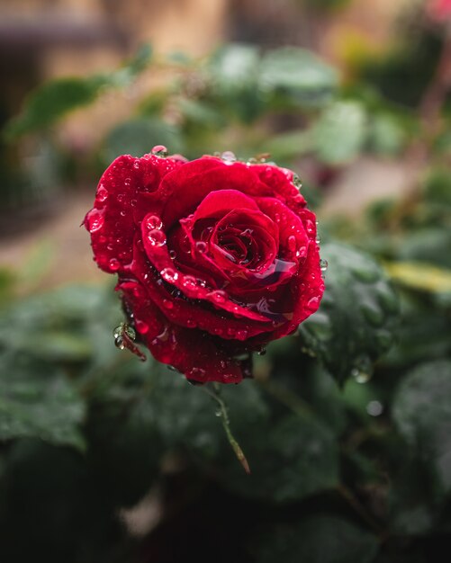 Fleur rose rouge avec des gouttes d'eau