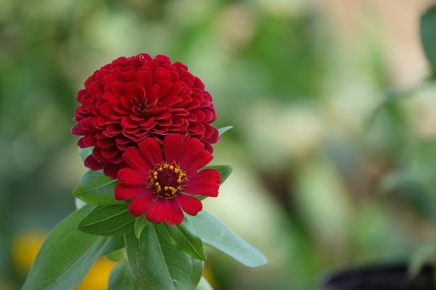 Fleur rouge avec arrière-plan flou