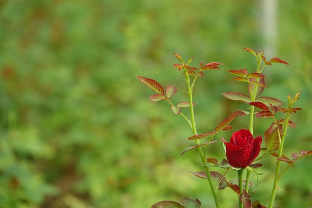 Fleur rouge sur cocon avec arrière-plan flou