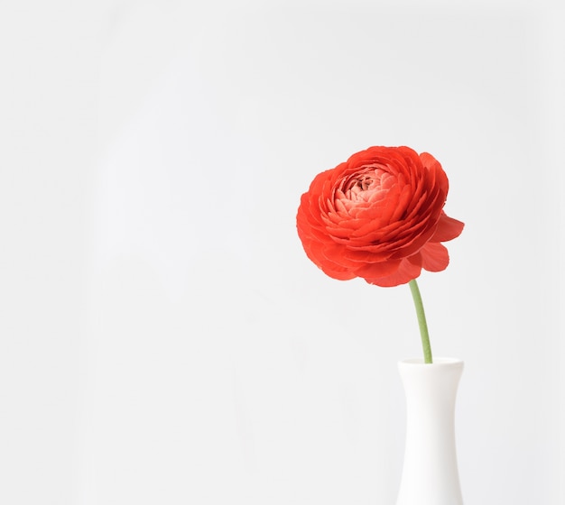 Photo gratuite fleur rouge dans un vase blanc