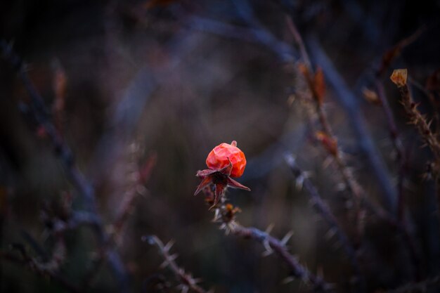 Fleur rouge sur une épaisse branche sèche avec des épines