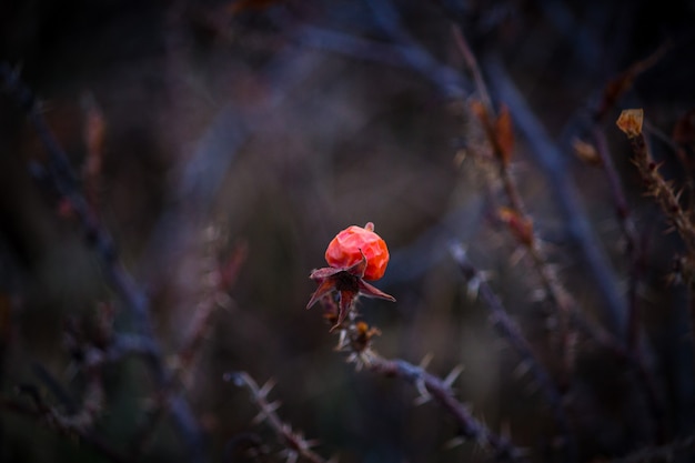 Fleur rouge sur une épaisse branche sèche avec des épines