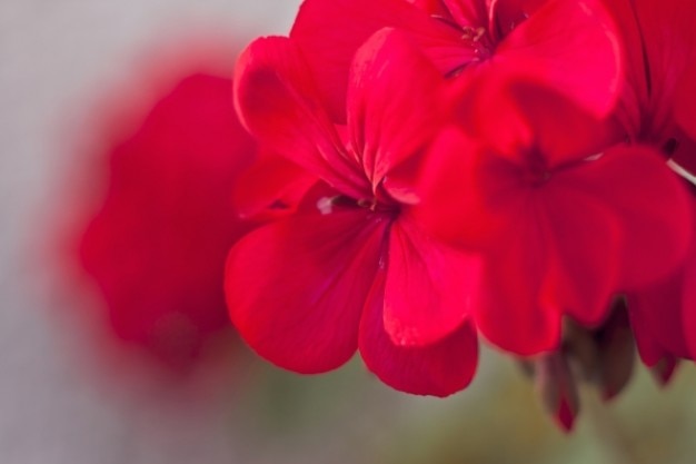 Photo gratuite fleur rouge gros plan