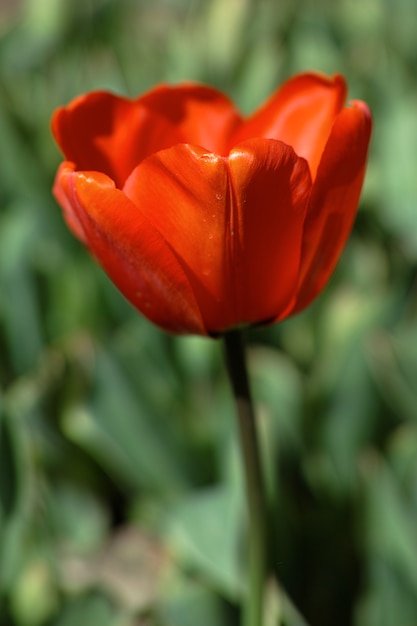 Photo gratuite fleur rouge