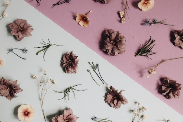 Fleur et tige pétales sur une surface blanche et rose