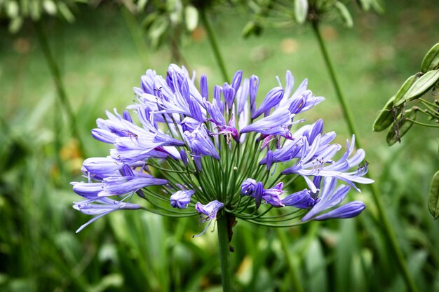 Fleur tropicale vue de face bleu avec arrière-plan flou