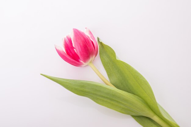 Fleur de tulipe blanche et rose isolée sur une surface blanche