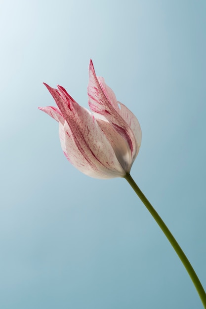 Fleur de tulipe dans le ciel
