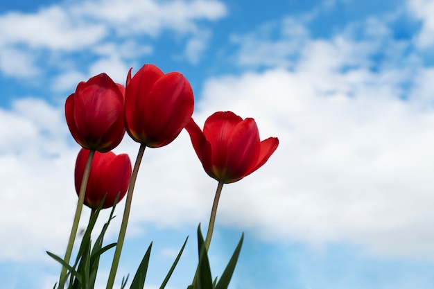 Photo gratuite fleur de tulipe dans le ciel