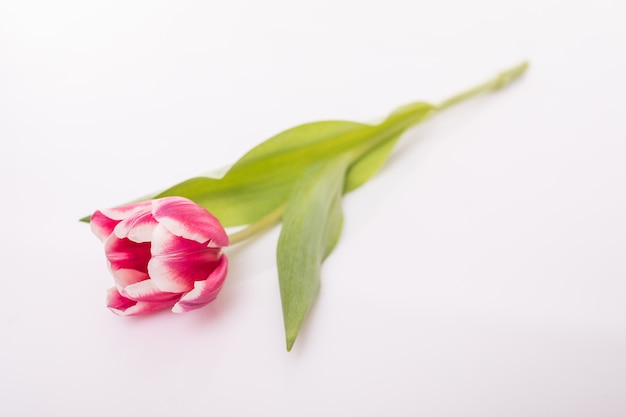 Fleur de tulipe avec des feuilles vertes isolé sur une surface blanche