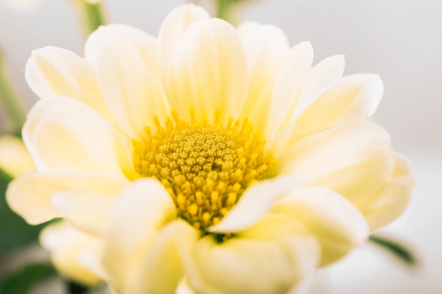 Fleur unique blanche