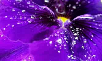 Photo gratuite une fleur violette avec des gouttes d'eau dessus
