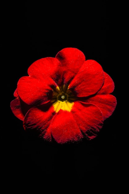 Photo gratuite fleur vive sur noir