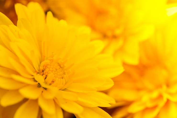Photo gratuit fleur
