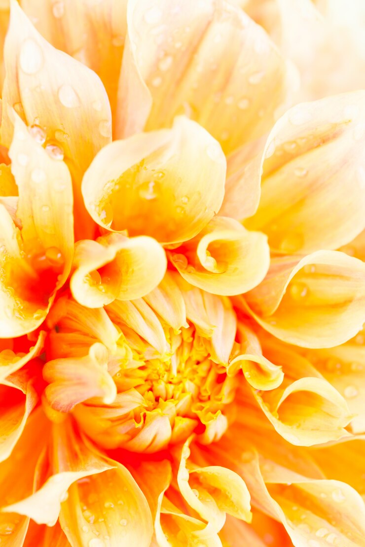 Photo gratuit fleur