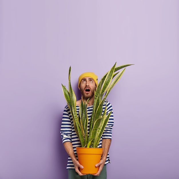 Photo gratuite un fleuriste masculin de race blanche impressionné tient un pot avec une plante d'intérieur, concentré vers le haut avec une expression faciale surprise, occupé à faire le ménage