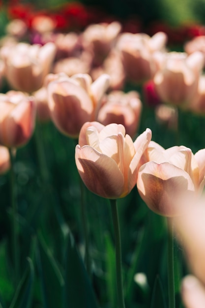 Fleurs de belle tulipe en pleine croissance jardin botanique