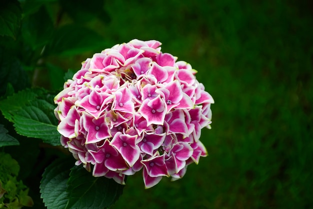 Photo gratuite fleurs à billes