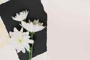 Photo gratuite fleurs blanches sur une feuille de papier noire