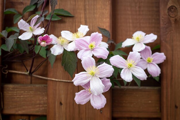 Fleurs blanches sur un gros plan de clôture en bois