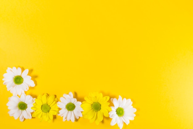 Fleurs blanches et jaunes