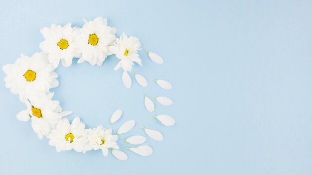 Fleurs blanches avec des pétales sur fond bleu