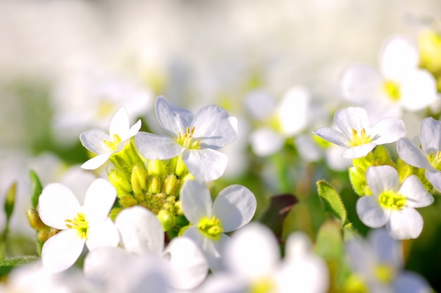 Fleurs blanches à proximité