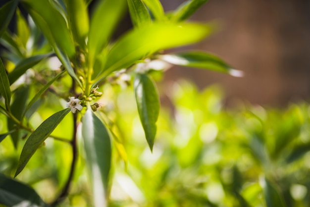 Photo gratuite fleurs sur une branche d'arbre au soleil