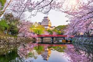 Photo gratuite fleurs de cerisier et château à himeji, japon.