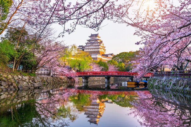 Fleurs de cerisier et château à Himeji, Japon.