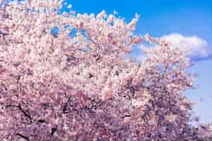 Photo gratuite fleurs de cerisier nationales