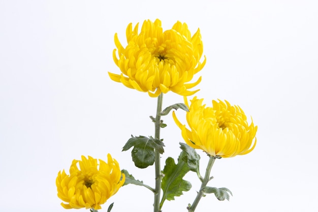 Fleurs de chrysanthème isolés sur un mur blanc