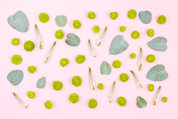 Photo gratuite fleurs de chrysanthème vert et veronica avec feuilles sur fond rose