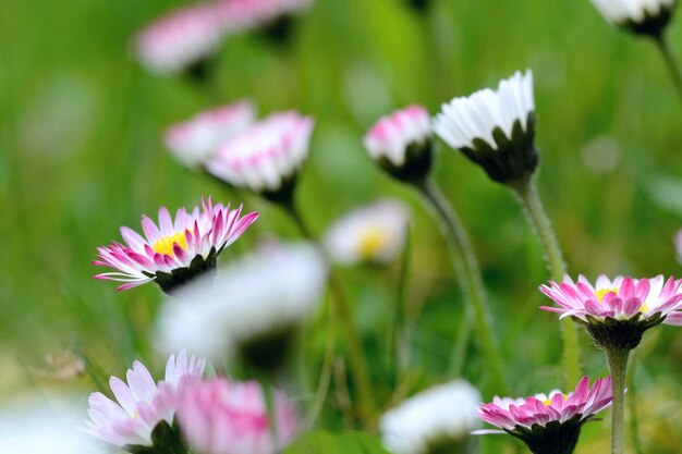 Fleurs close up