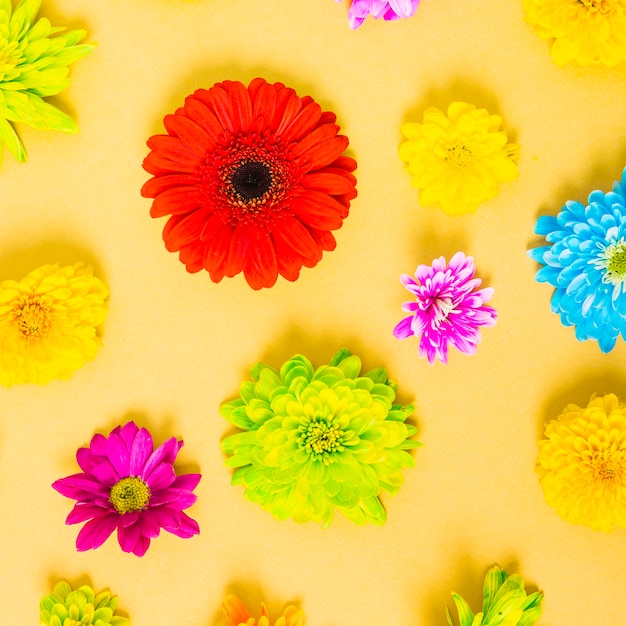 Fleurs colorées sur fond jaune