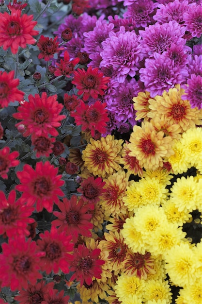 fleurs colorées