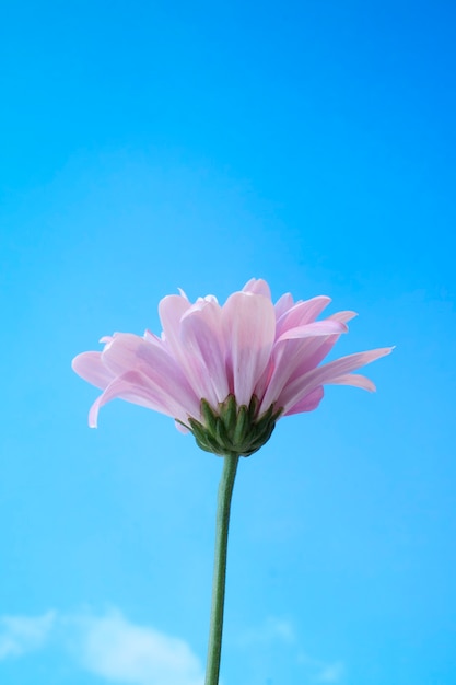 fleurs contre le ciel