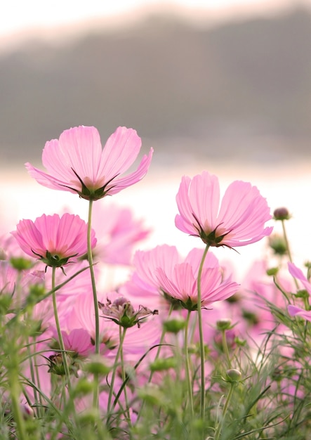 Fleurs cosmos