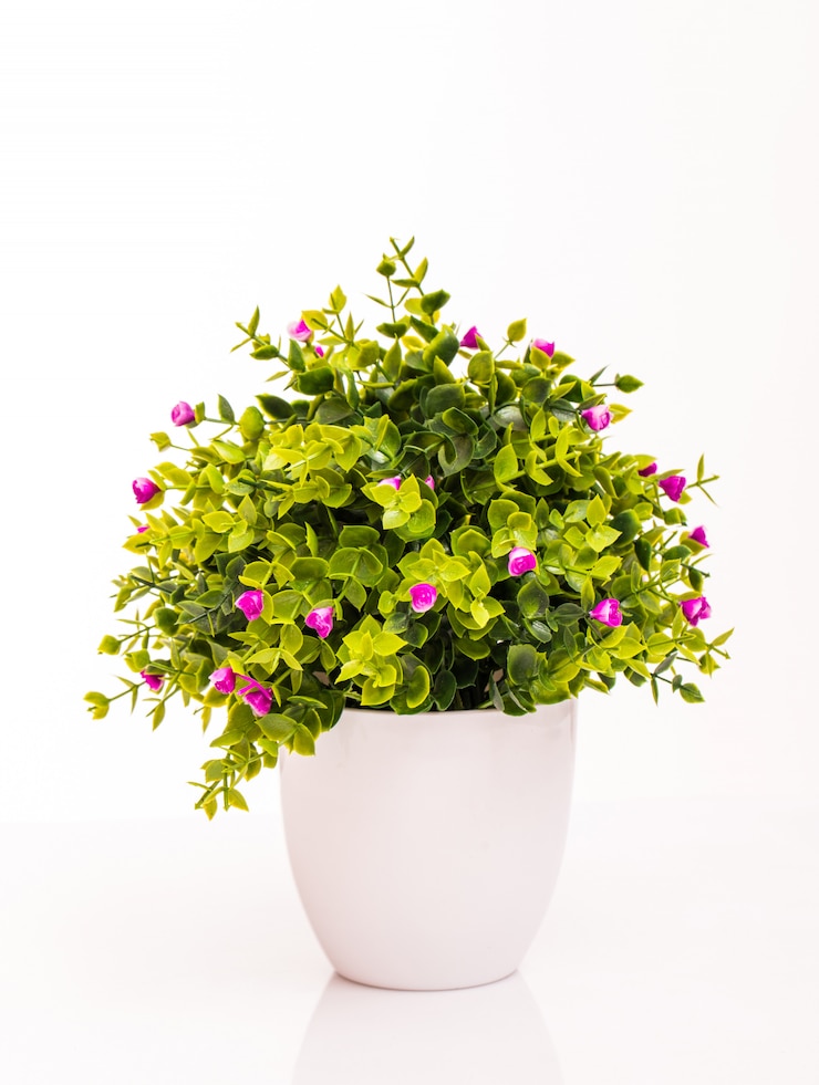 Photo gratuit fleurs de couleur en pot blanc isolé sur blanc