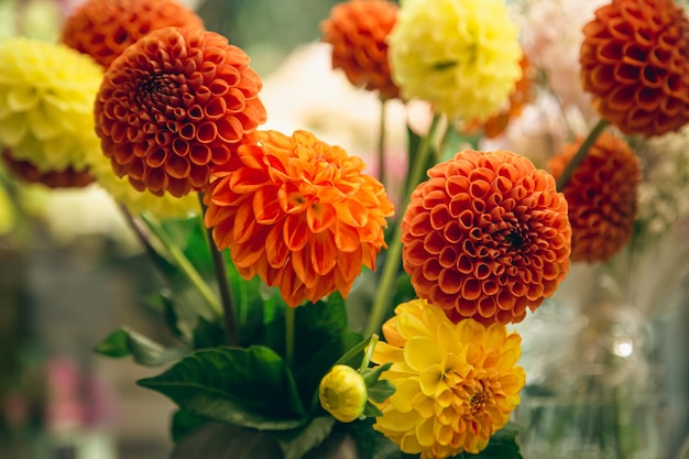 Fleurs de dahlias orange et jaune sur fond flou flou