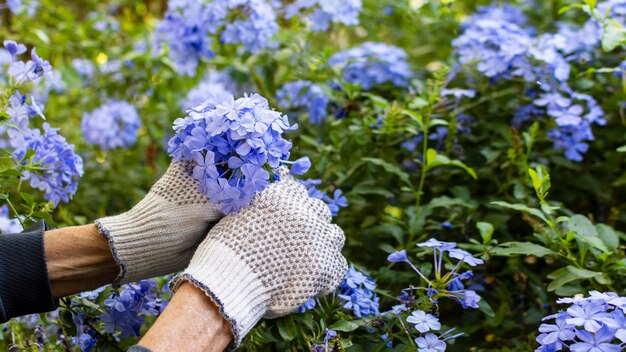 Fleurs dans le jardin de la maison