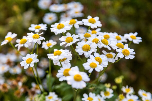 Fleurs dans le jardin