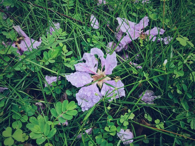 Fleurs dans la nature