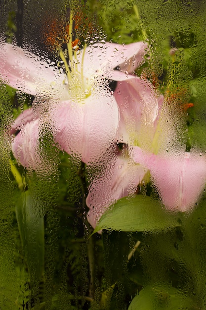 Fleurs derrière une vitre humide