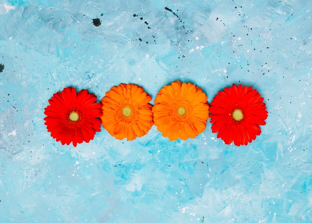 Fleurs de gerbera colorées sur la table bleue