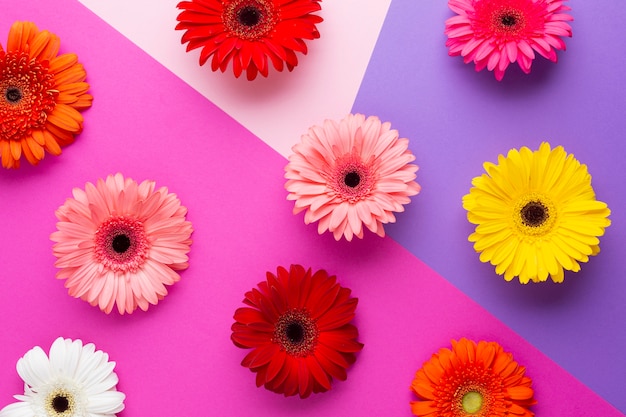 Photo gratuite fleurs de gerbera colorées vue de dessus