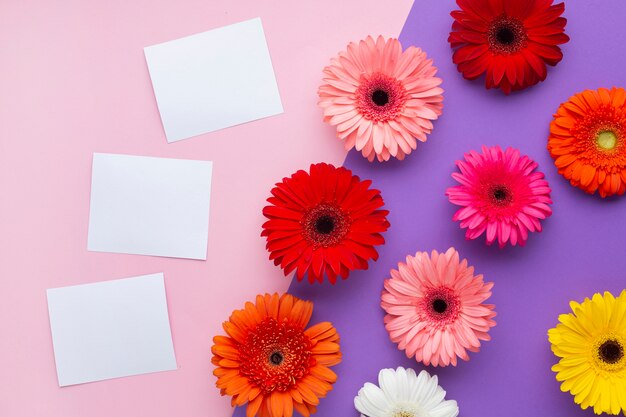 Fleurs de gerbera avec copie blanche